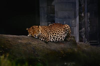 leopard
