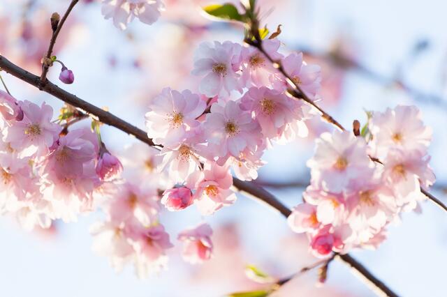 jarní kvetoucí strom